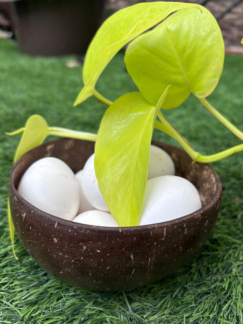 Natural Coconut Shell Bowl – Eco-Friendly & Handcrafted