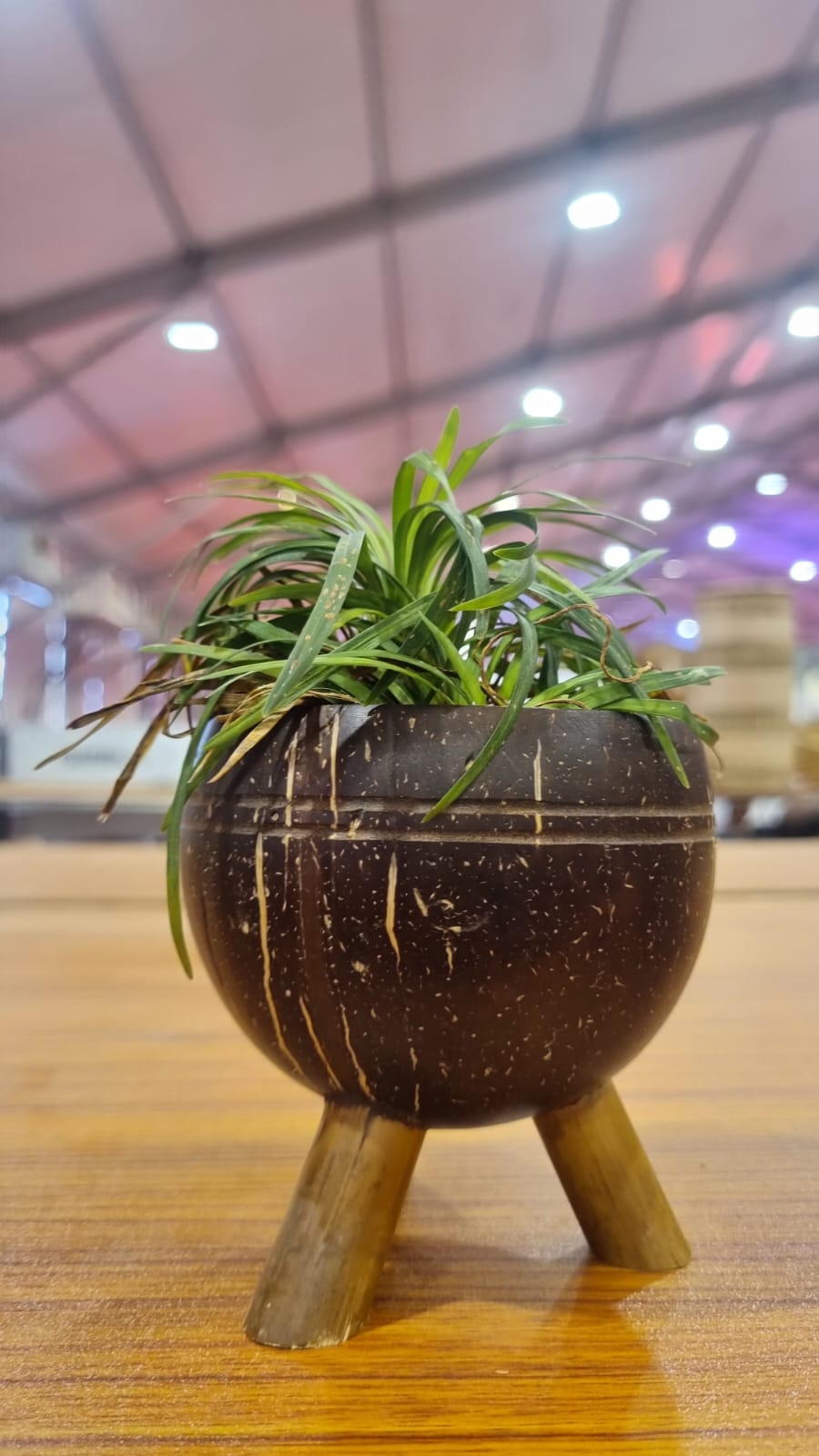 Eco-Friendly Wooden Plant Pots – Sustainable & Stylish Greenery